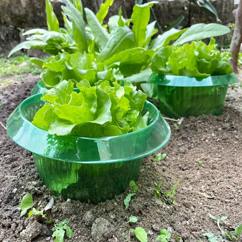 植物ナメクジ保護リング野菜カバー植物カタツムリ首輪ガードグリ - Plant Parent Tools のレビューと価格